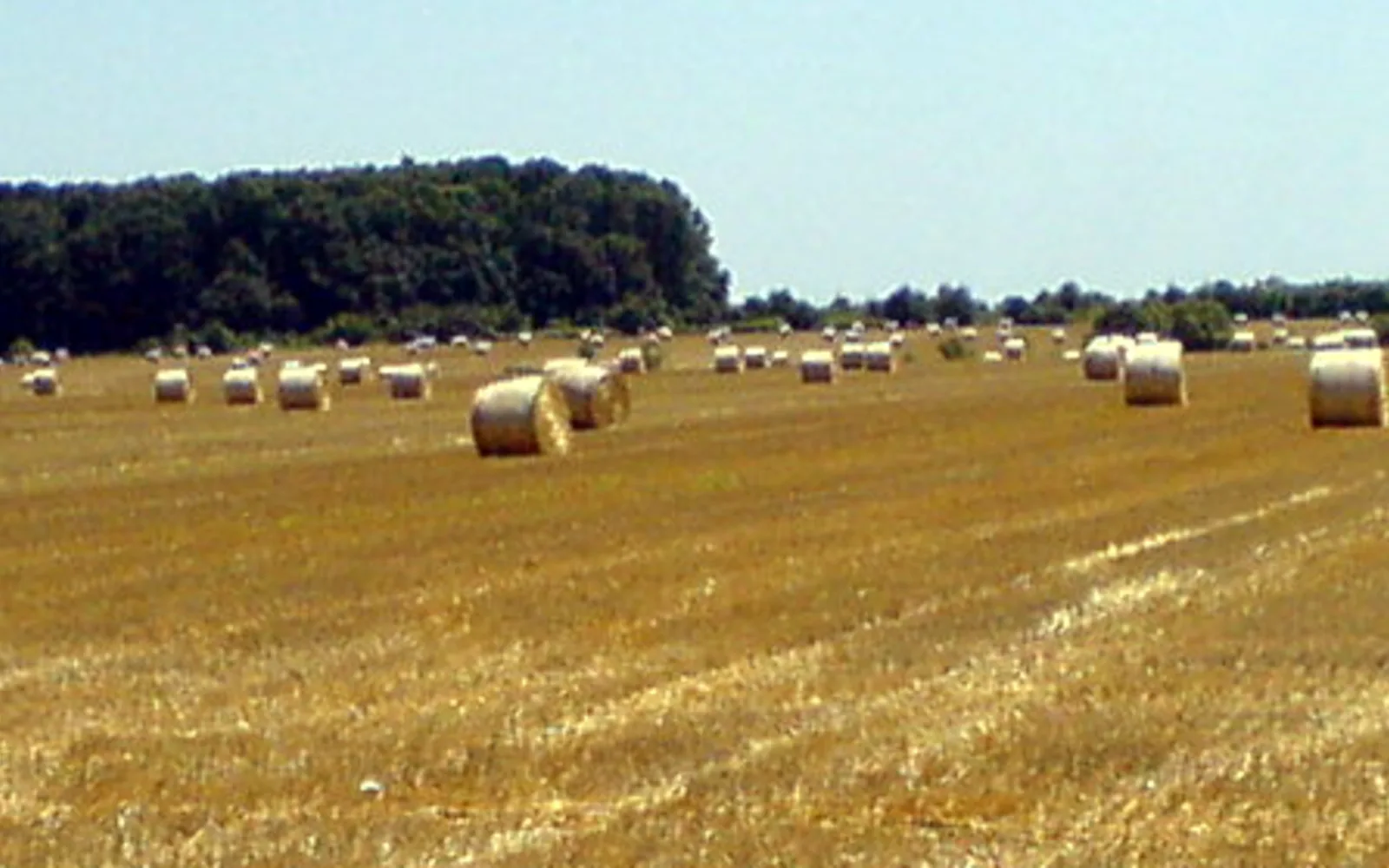 Round hay bales in an agricultural field