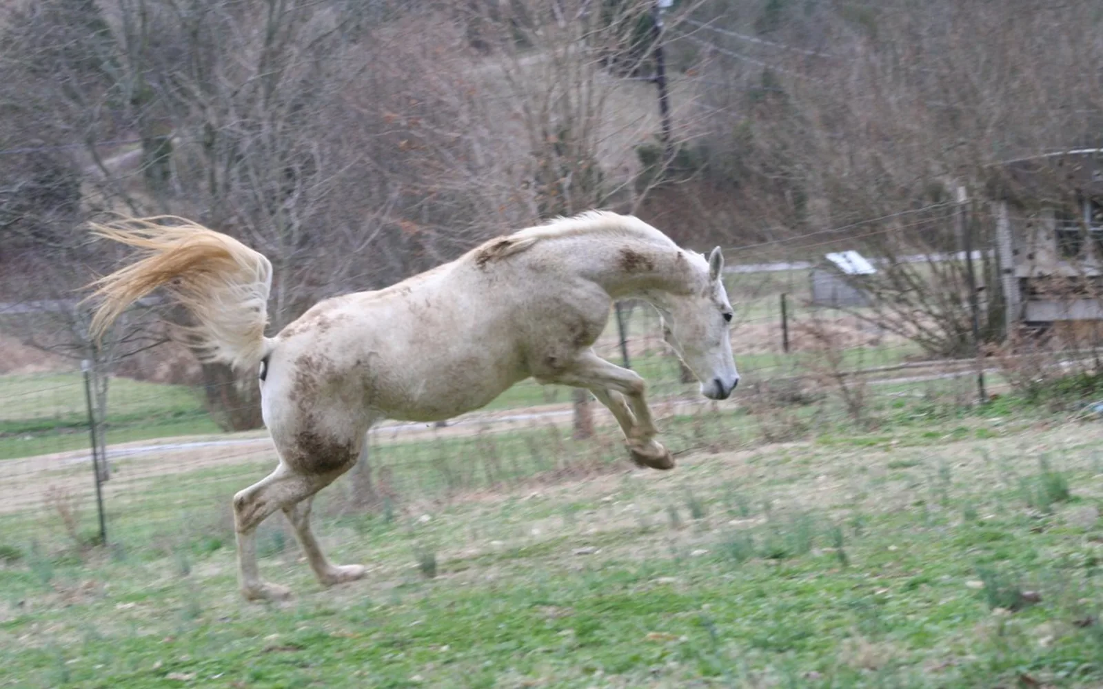 A horse bucking during a rodeo event
